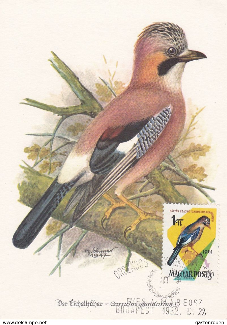 Carte Maximum Hongrie Hungary Oiseau Bird 1481 Geai Jay - Cartoline Maximum