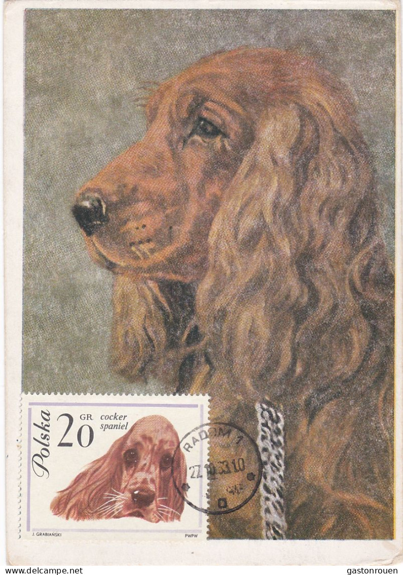 Carte Maximum Pologne Poland Chien Dog 1232 Cocker - Maximum Cards