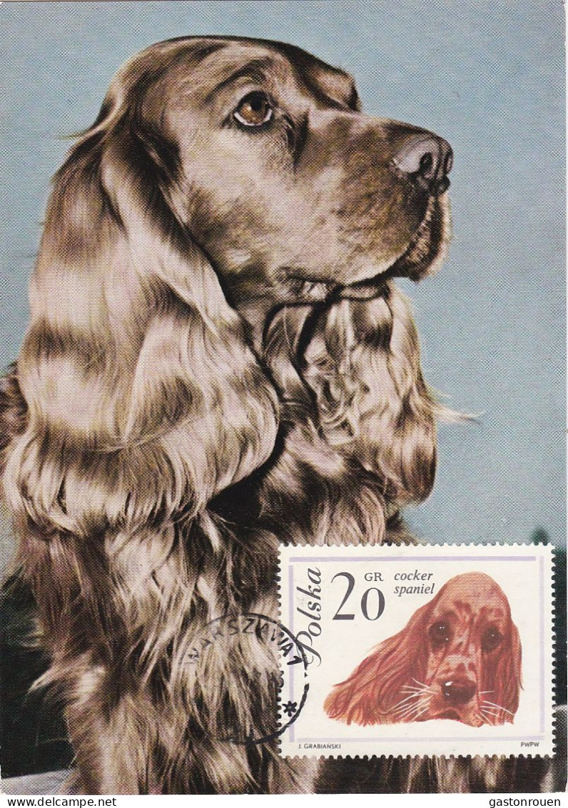 Carte Maximum Pologne Poland Chien Dog 1232 Cocker - Cartoline Maximum