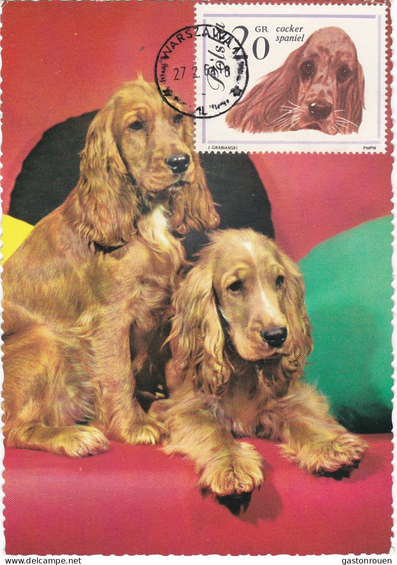 Carte Maximum Pologne Poland Chien Dog 1232 Cocker - Cartoline Maximum