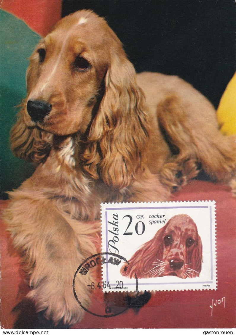 Carte Maximum Pologne Poland Chien Dog 1232 Cocker - Tarjetas Máxima