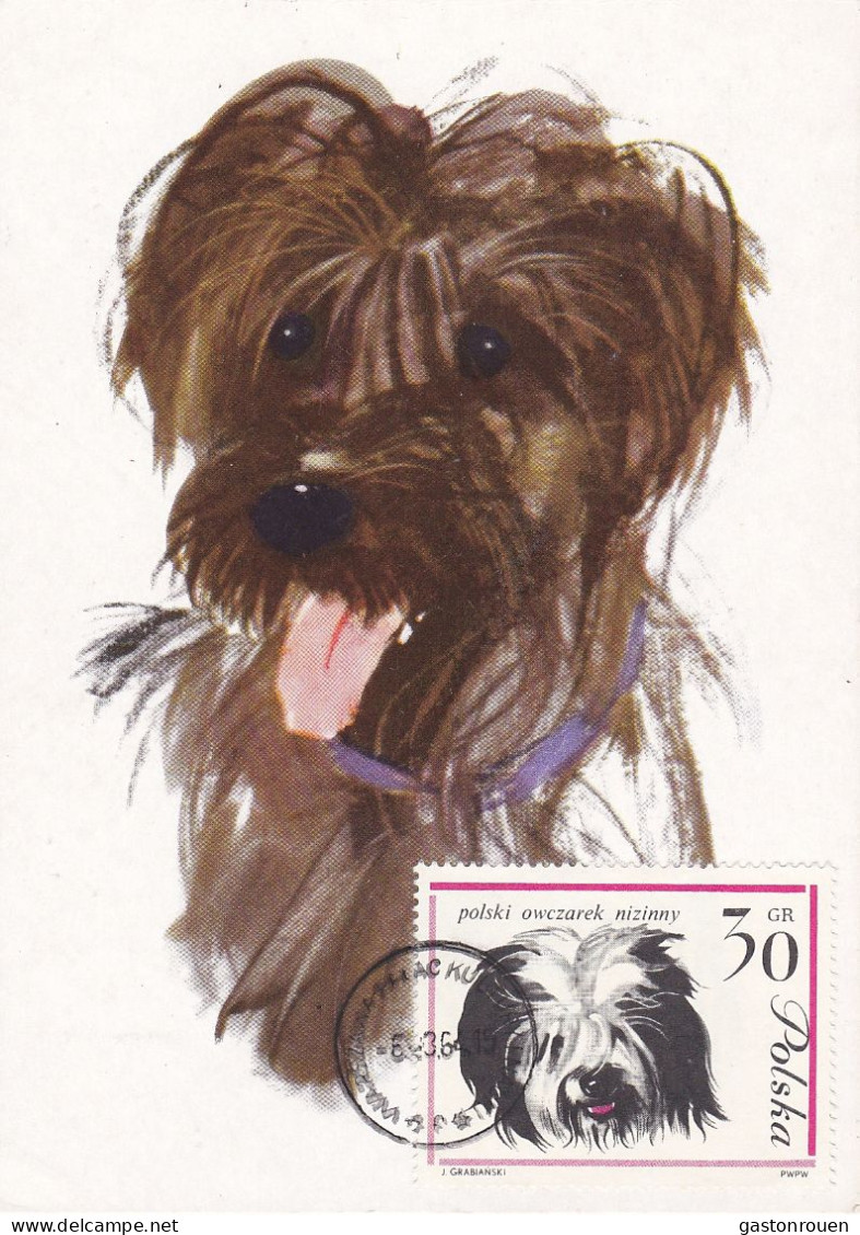 Carte Maximum Pologne Poland Chien Dog 1233 Berger Polonais - Tarjetas Máxima