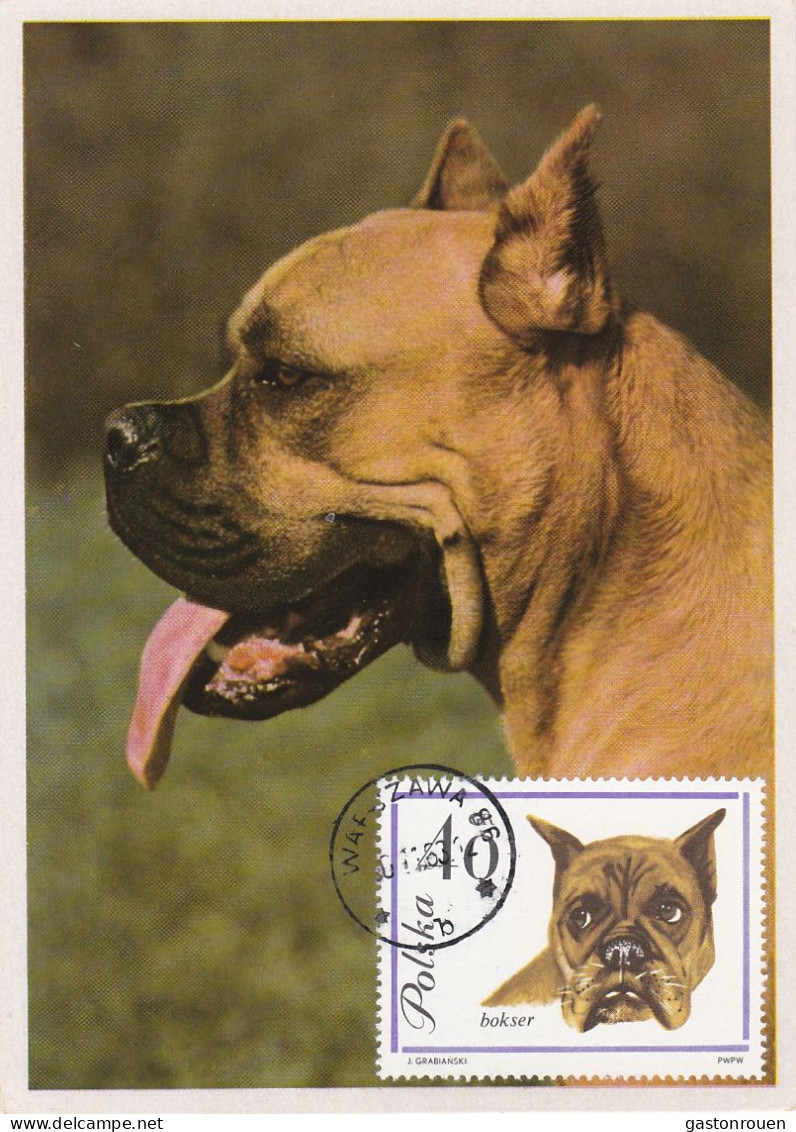 Carte Maximum Pologne Poland Chien Dog 1234 Boxer - Maximum Cards