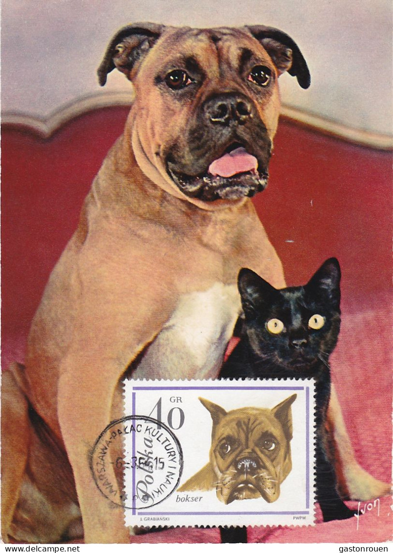 Carte Maximum Pologne Poland Chien Dog 1234 Boxer - Cartoline Maximum