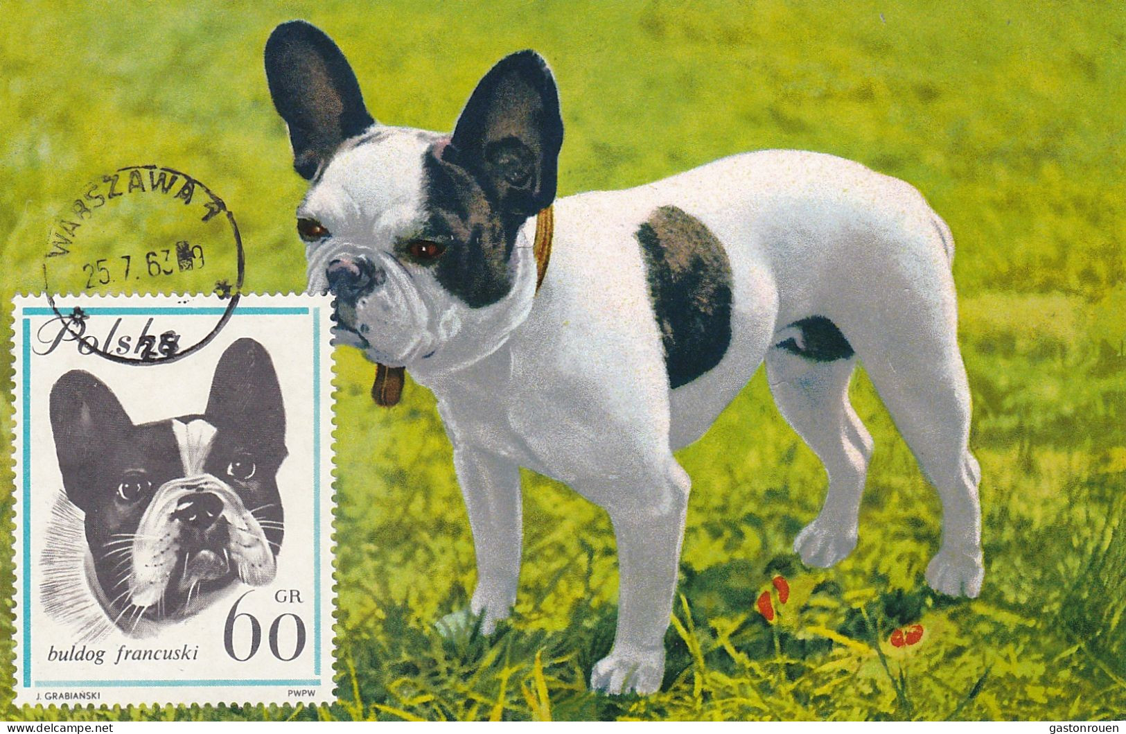 Carte Maximum Pologne Poland Chien Dog 1236 Bulldog Bouledogue - Tarjetas Máxima