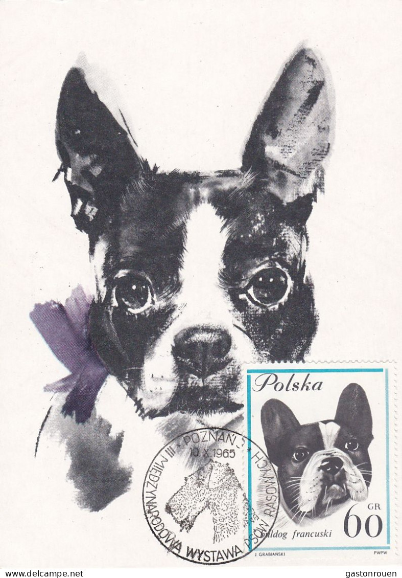 Carte Maximum Pologne Poland Chien Dog 1236 Bulldog Bouledogue - Cartoline Maximum