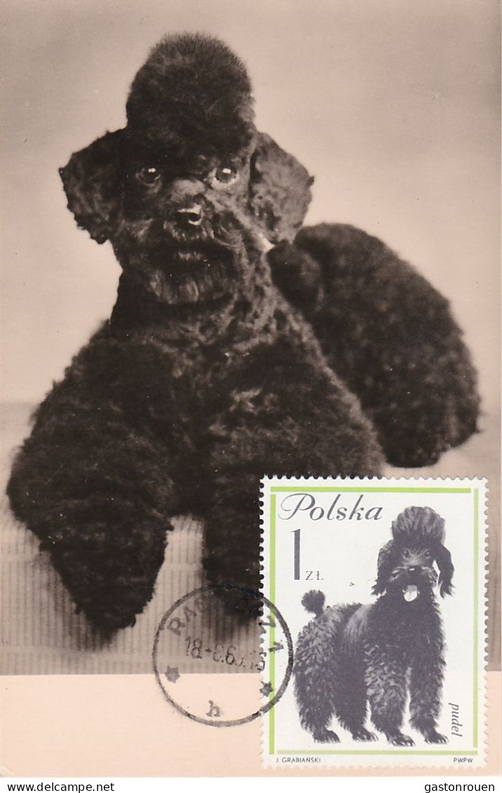 Carte Maximum Pologne Poland Chien Dog 1237 Caniche Pudel - Maximum Cards