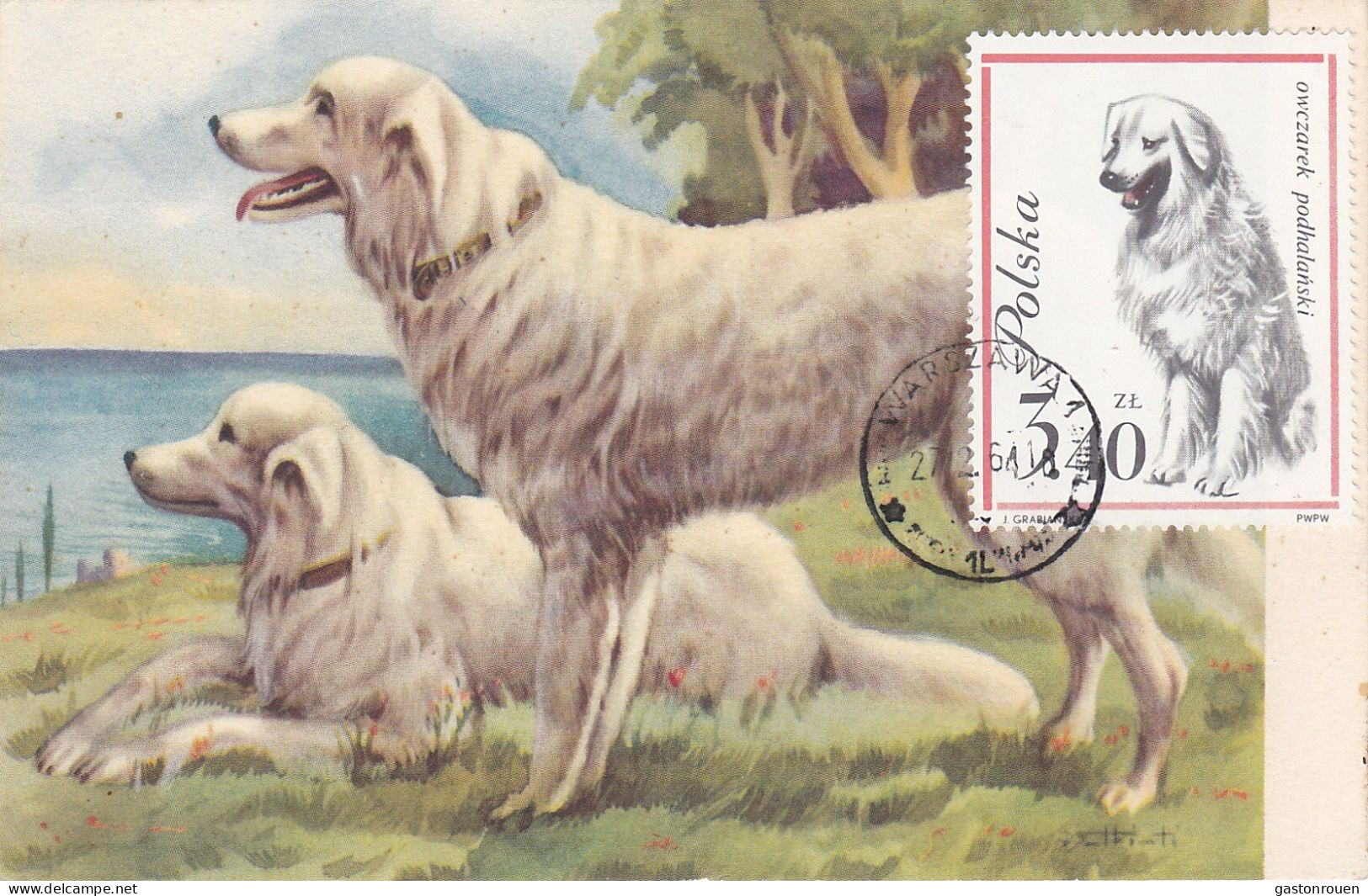 Carte Maximum Pologne Poland Chien Dog 1239 Berger - Tarjetas Máxima