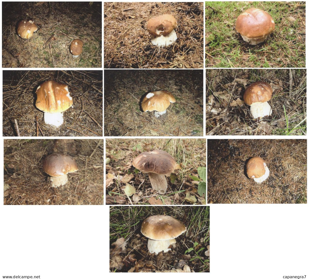 10 Pc. Boletus, Mushrooms, Czech Rep.  2020, 90 X 60 Mm - Tamaño Pequeño : 2001-...