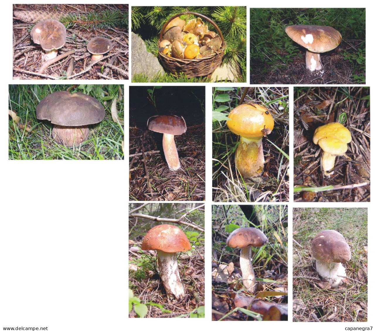 10 Pc. Boletus, Mushrooms, Czech Rep.  2016, 90 X 60 Mm - Tamaño Pequeño : 2001-...