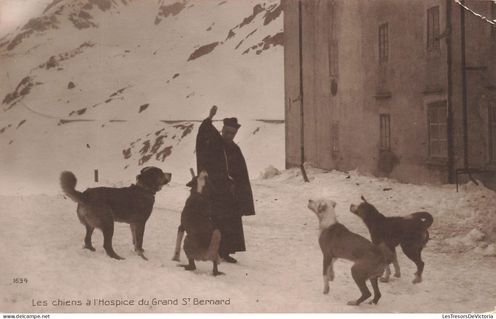 ANIMAUX - Les Chiens à L'hospice Du Grand St Bernard - Carte Postale Ancienne - Dogs