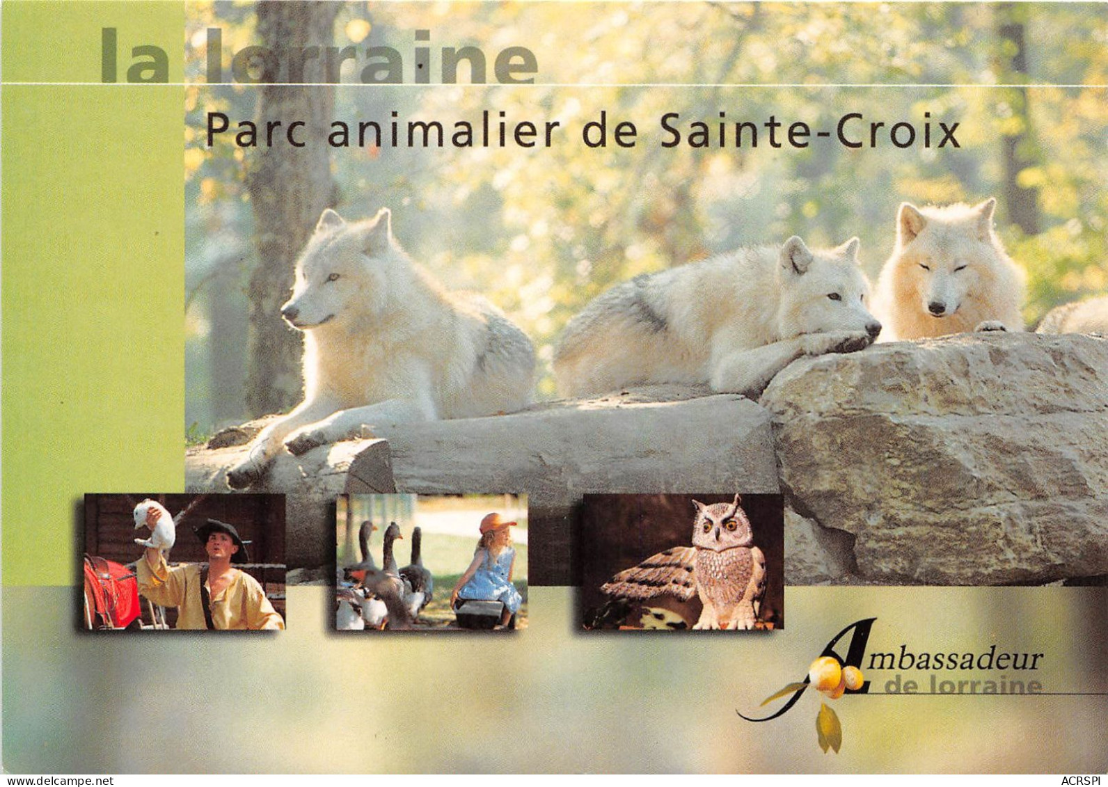 Lorraine Parc Animalier De Sainte Croix (SCAN RECTO VERSO)NONO0076 - Lorraine