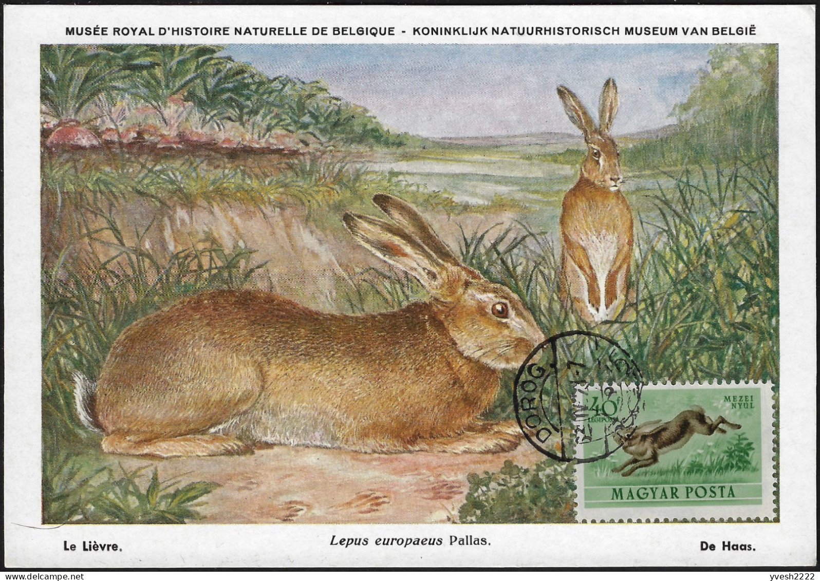 Hongrie 1953 Y&T PA 138. Carte Maximum. Lièvre Et Lapin - Conigli