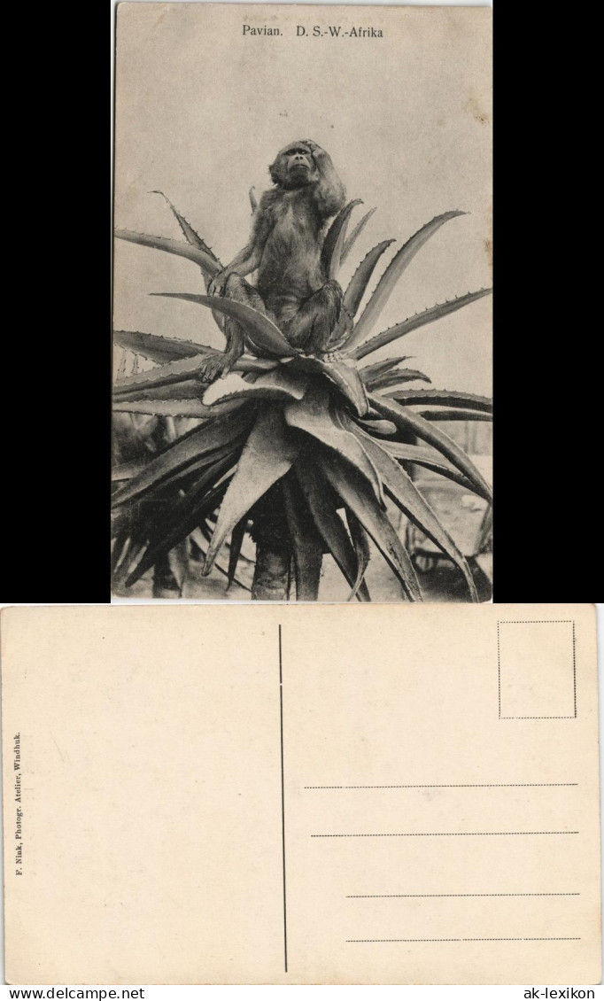 Postcard .Namibia Deutsch-Südwestafrika DSWA Kolonie Pavian 1912 - Namibia