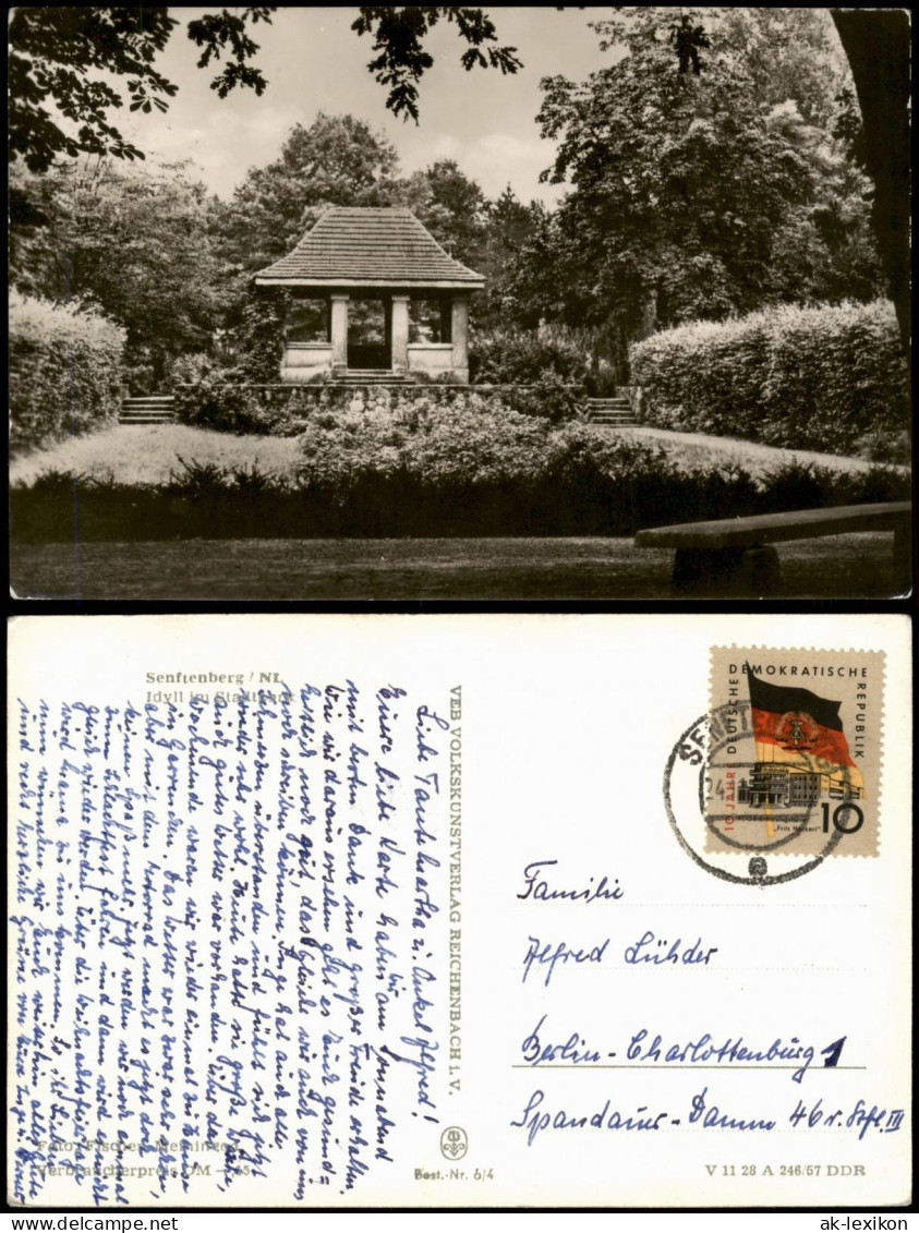 Ansichtskarte Senftenberg (Niederlausitz) Idyll Im Stadtpark Stadt-Park 1967 - Senftenberg