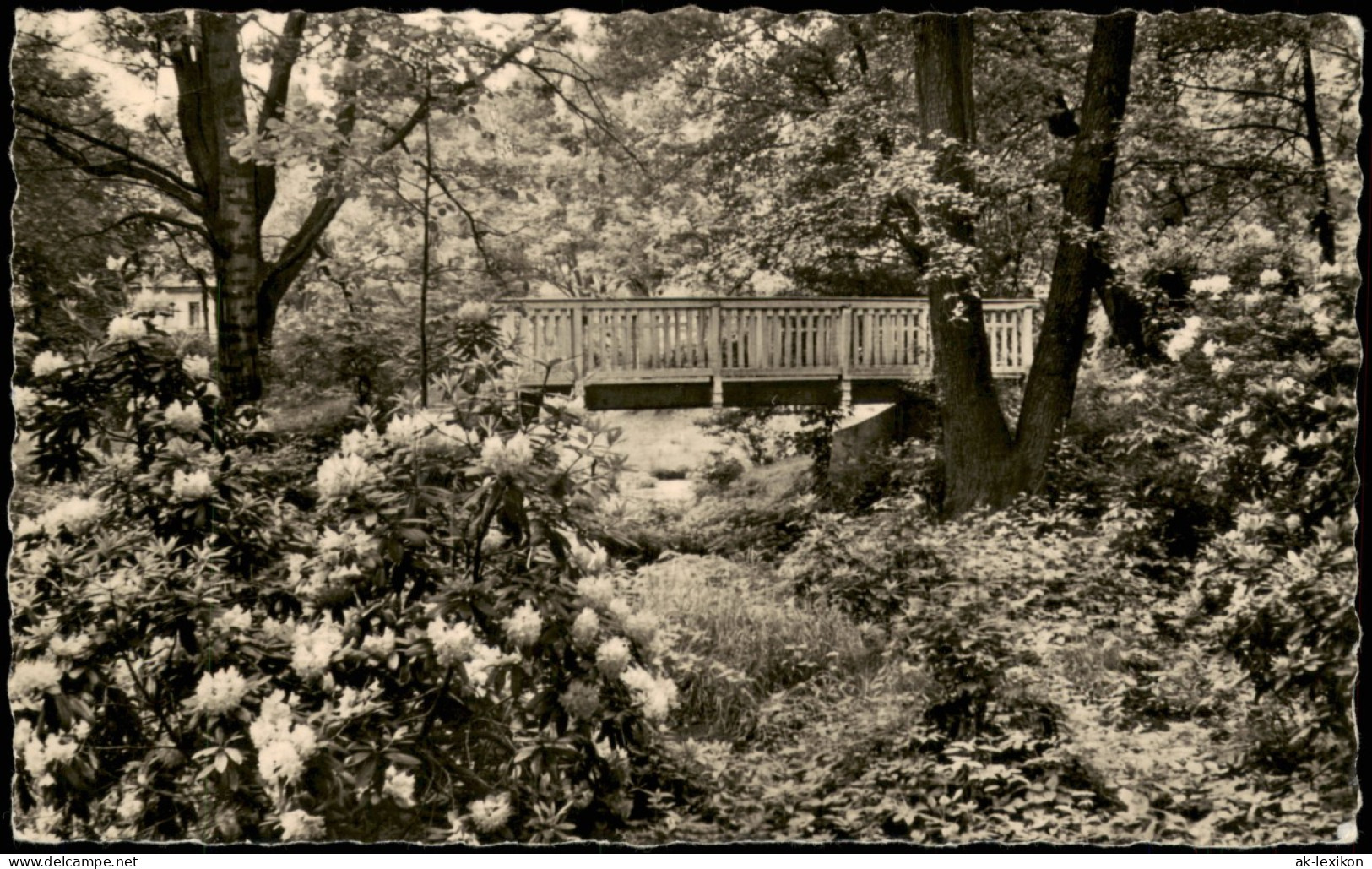 Ansichtskarte Senftenberg (Niederlausitz) Stadt-Park 1959 - Senftenberg