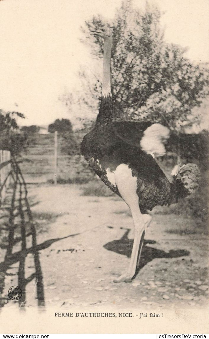 FRANCE - Ferme D'Autruches - Nice - J'ai Faim - Une Autruche - Carte Postale Ancienne - Autres & Non Classés