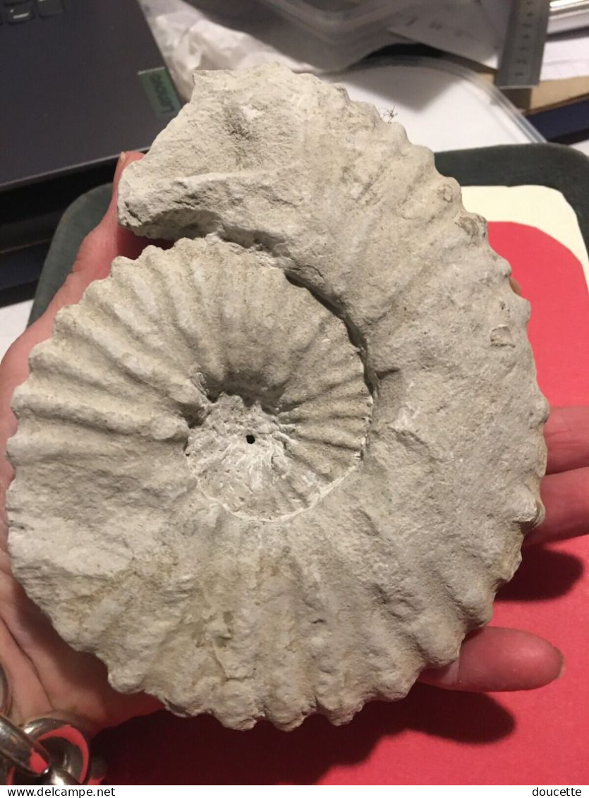 Ammonite Fossilisée - Fósiles