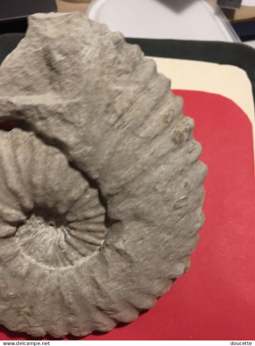 Ammonite Fossilisée - Fósiles