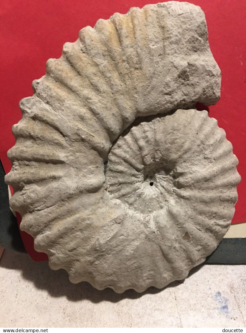 Ammonite Fossilisée - Fossiles