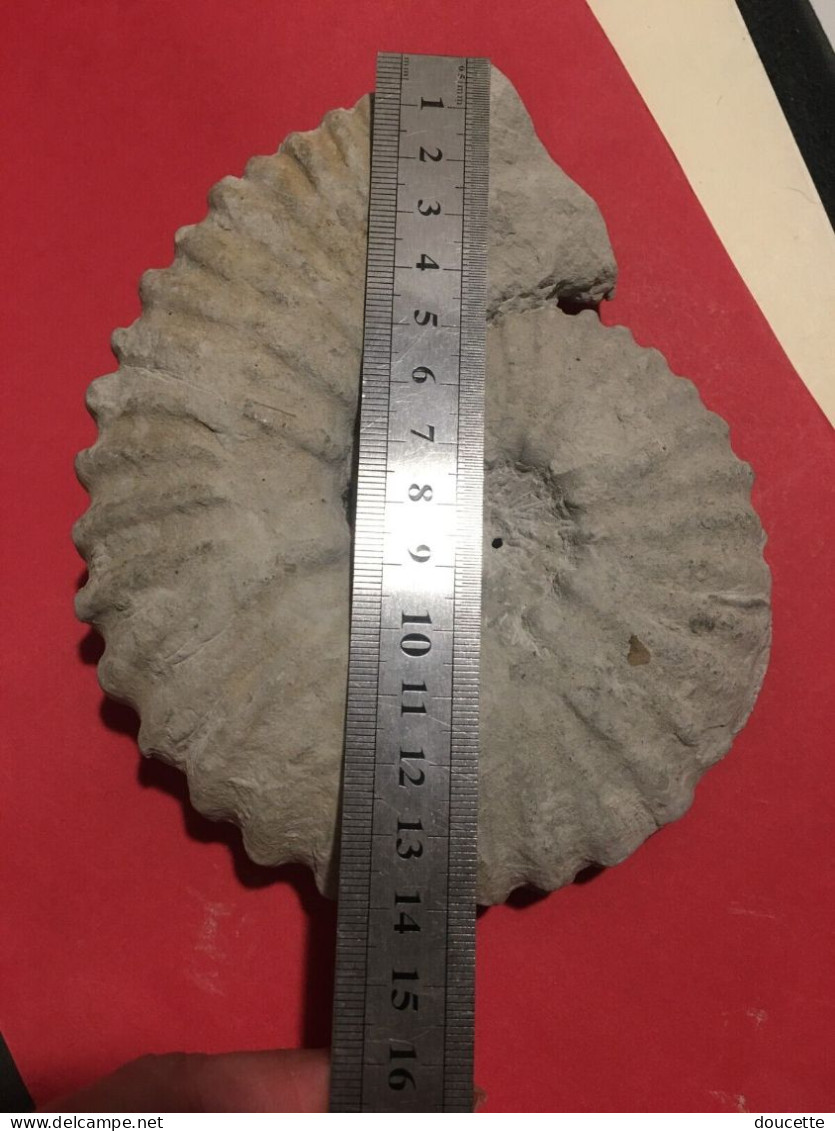 ammonite fossilisée