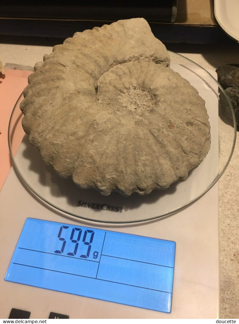 ammonite fossilisée