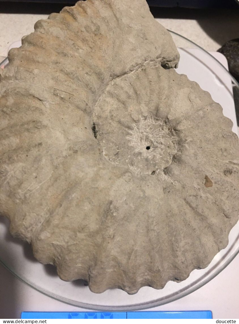 ammonite fossilisée