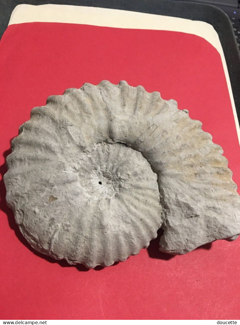 ammonite fossilisée