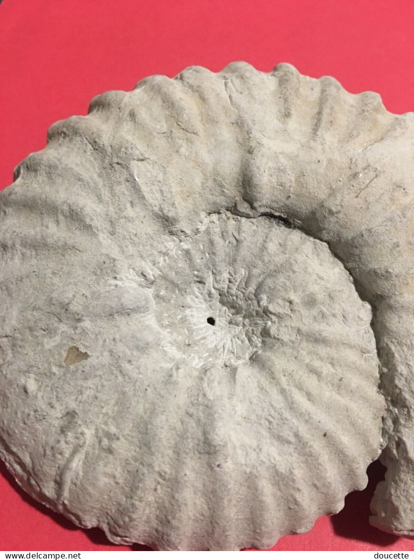 ammonite fossilisée
