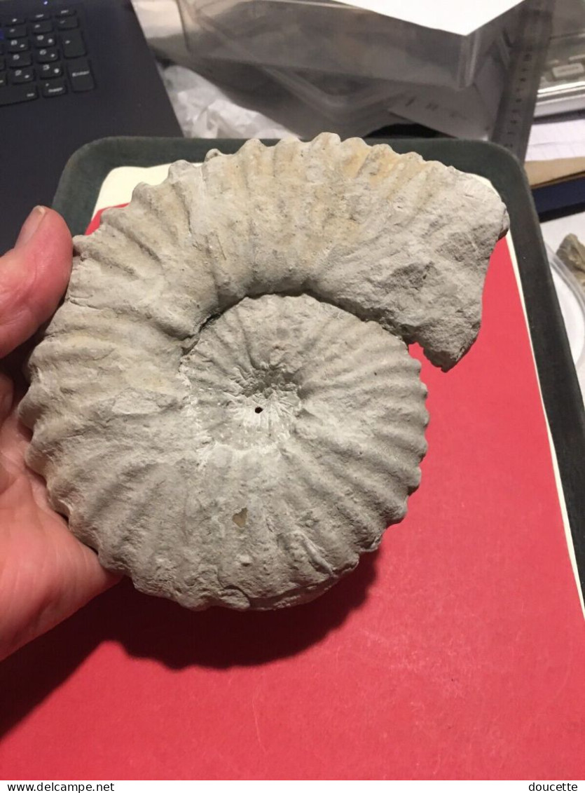 ammonite fossilisée