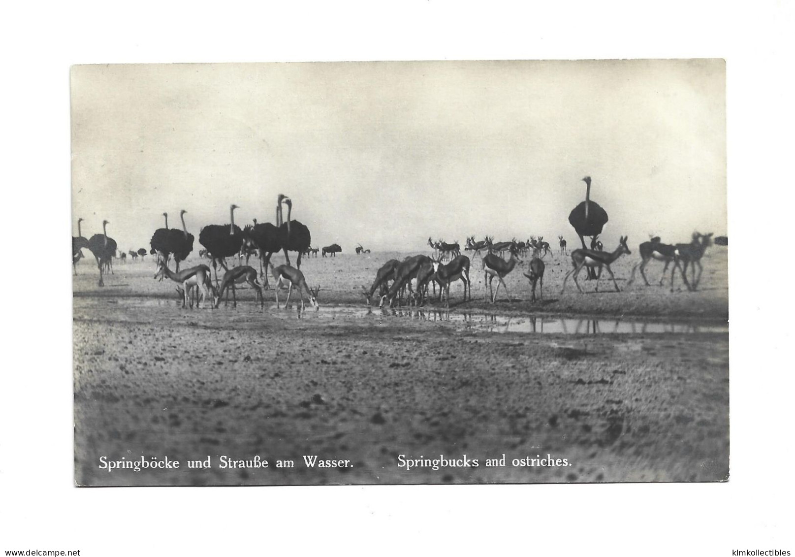 SUD WEST AFRIKA SWA NAMIBIA GERMANY - 1928 SWAKOPMUND HEALTH RESORT CANCEL - FAUNA OSTRICH AUTRUCHE - Namibia