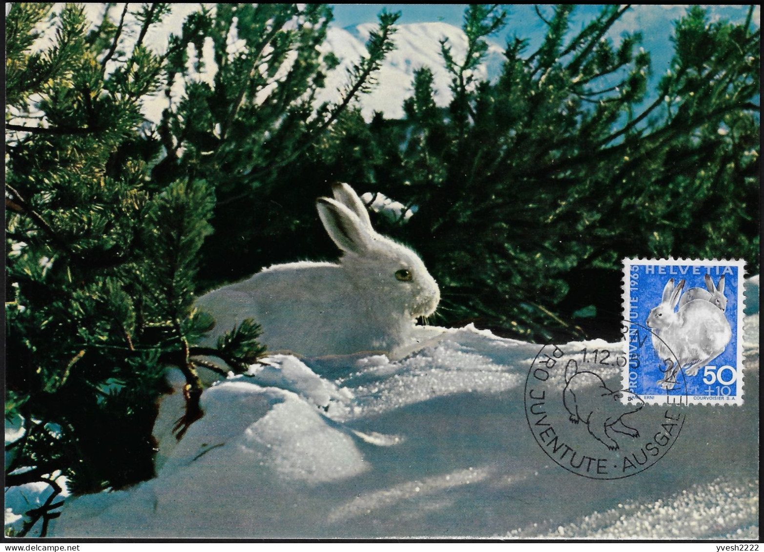 Suisse 1965 Y&T 763 Sur Carte Maximum. Lièvre Des Neiges - Rabbits