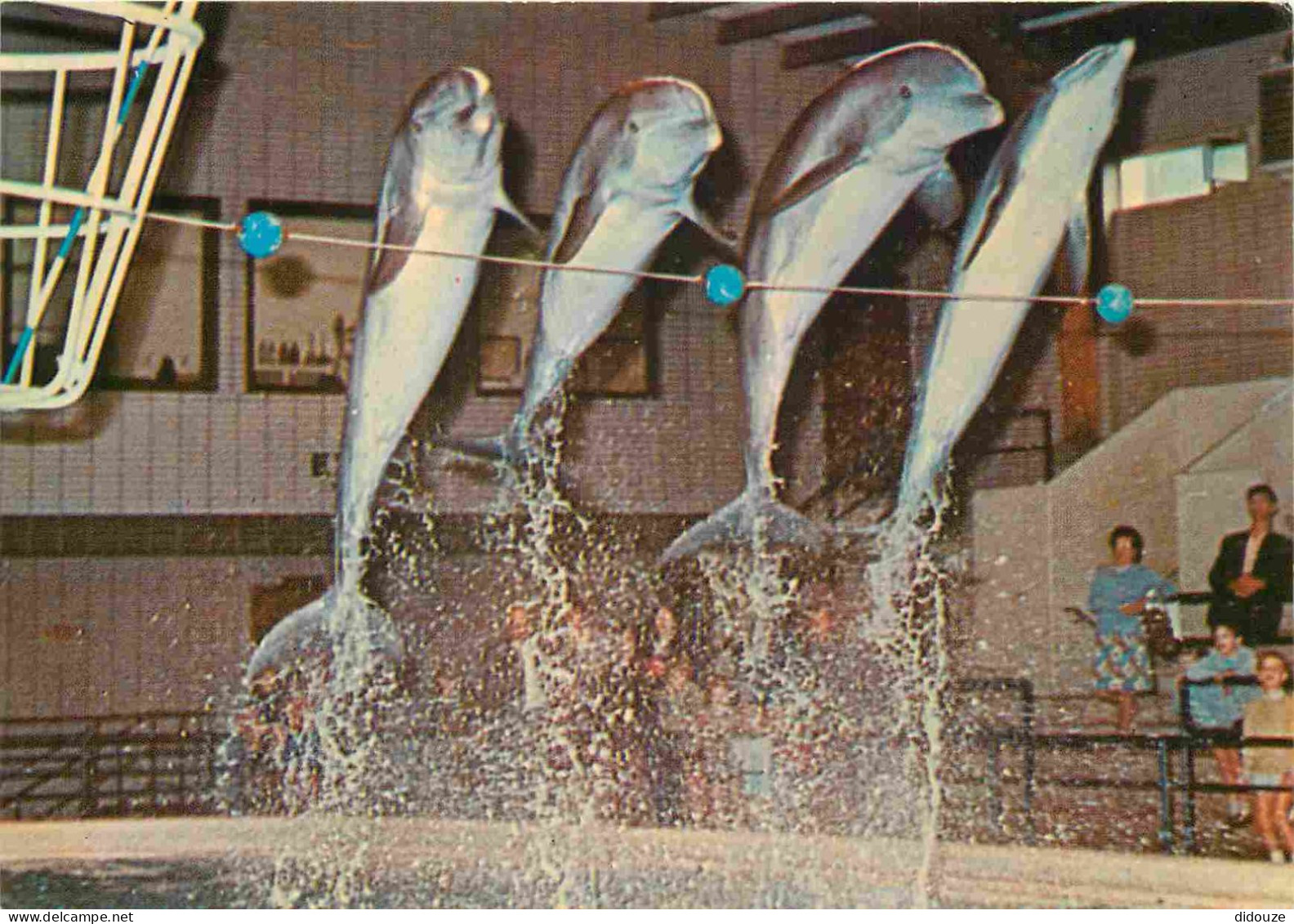 Animaux - Zoo D'Anvers - Antwerpen - Spectacle De Dauphins - Dolphins - CPM - Carte Neuve - Voir Scans Recto-Verso - Delphine