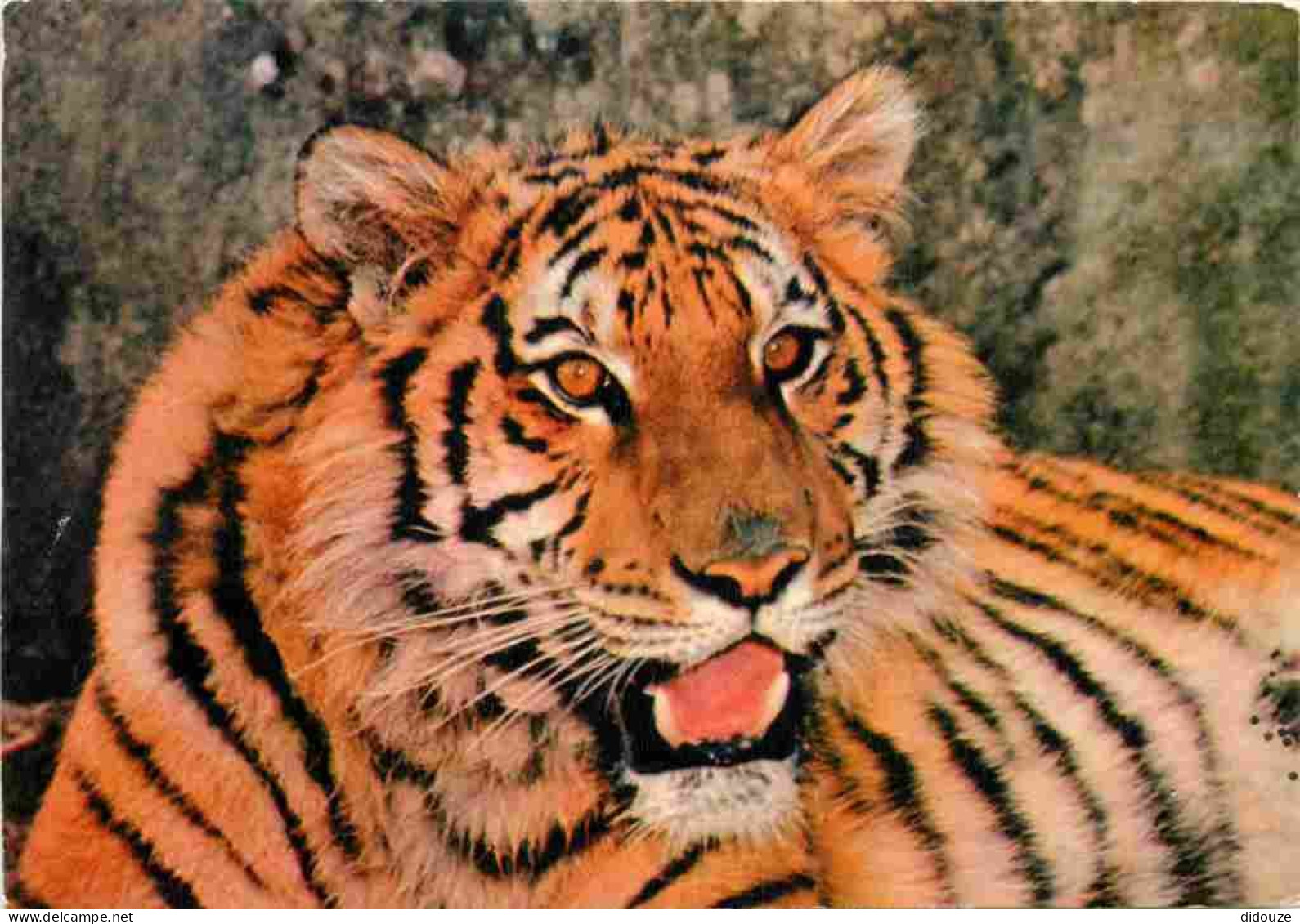 Animaux - Fauves - Tigre - Tiger - Château De Saint Augustin - Tigre Du Bengale Valentin - Zoo - CPM - Voir Scans Recto- - Tigres