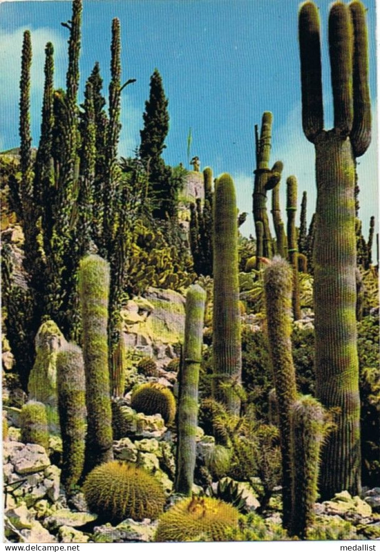 CPM..PLANTES EXOTIQUES...CACTUS..COTE D'AZUR - Cactussen