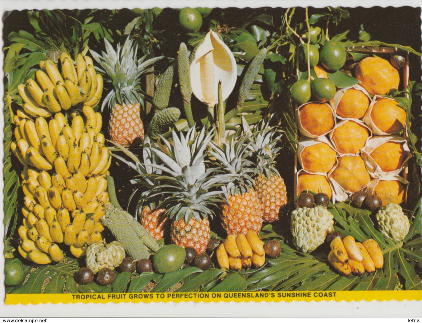 Australia QUEENSLAND QLD Bananas Pawpaws Avocados TROPICAL FRUIT SUNSHINE COAST C1970s Postcard 1 - Sunshine Coast