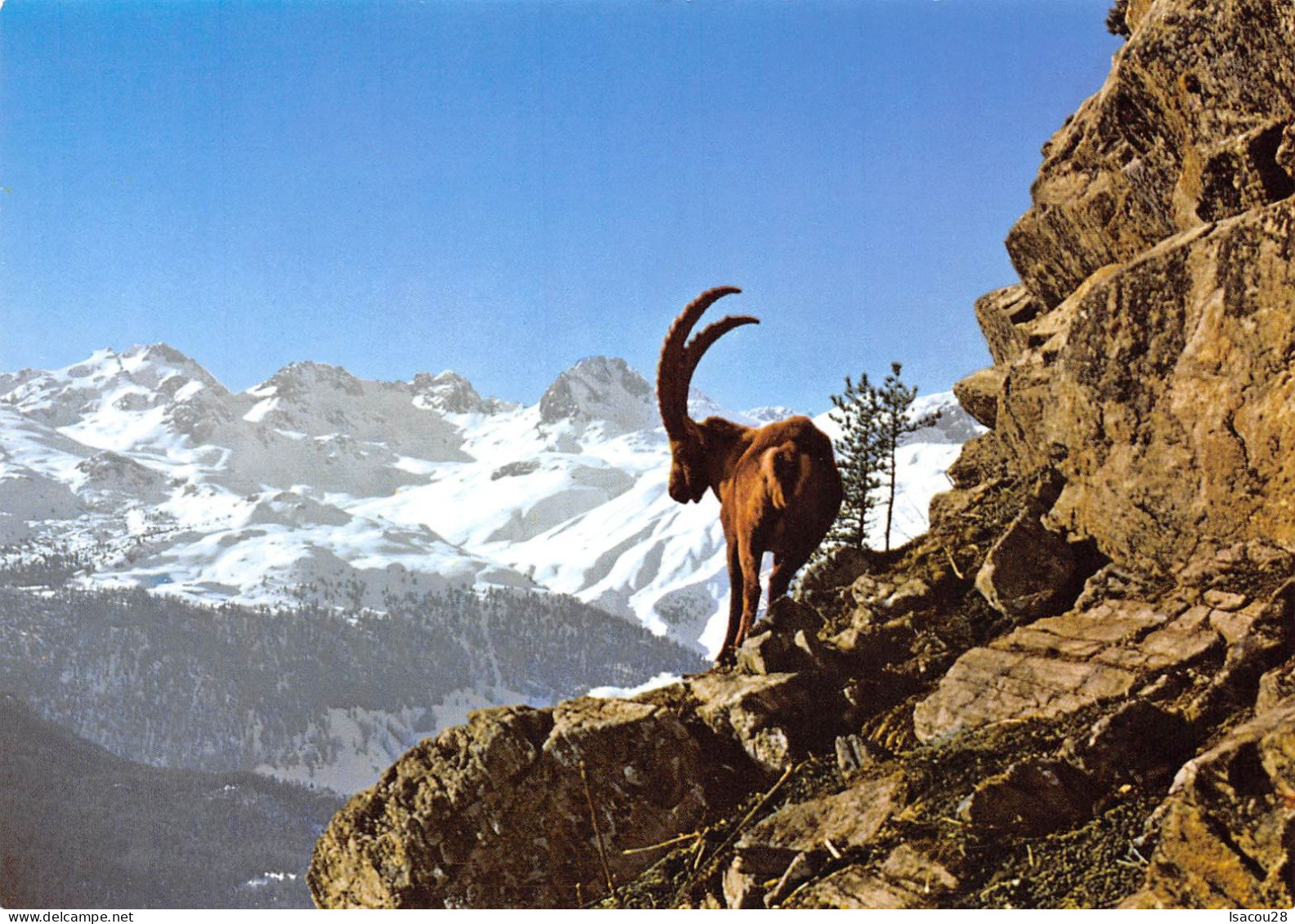 6 CP CHEVAUX MONT ST GOTTHARD-PASS CHALET BOUQUETINS CHIENS DE TRAINEAUX VOIR SCANS - Colecciones Y Lotes