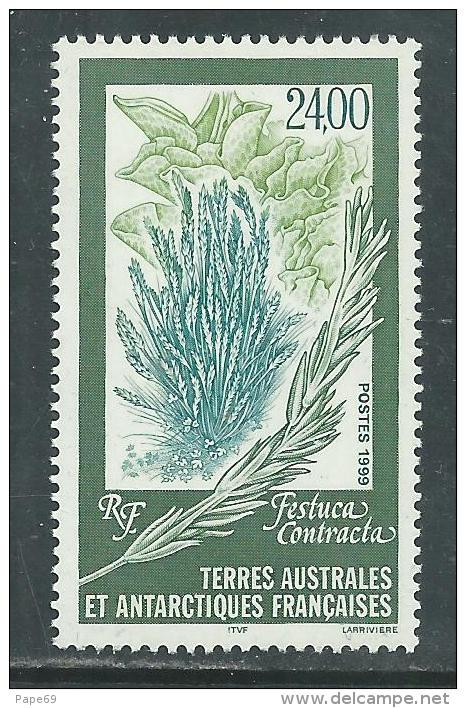 TAAF N° 244 XX  Flore Antarctique : Festuca Contracta,  Sans Charnière, TB - Ongebruikt