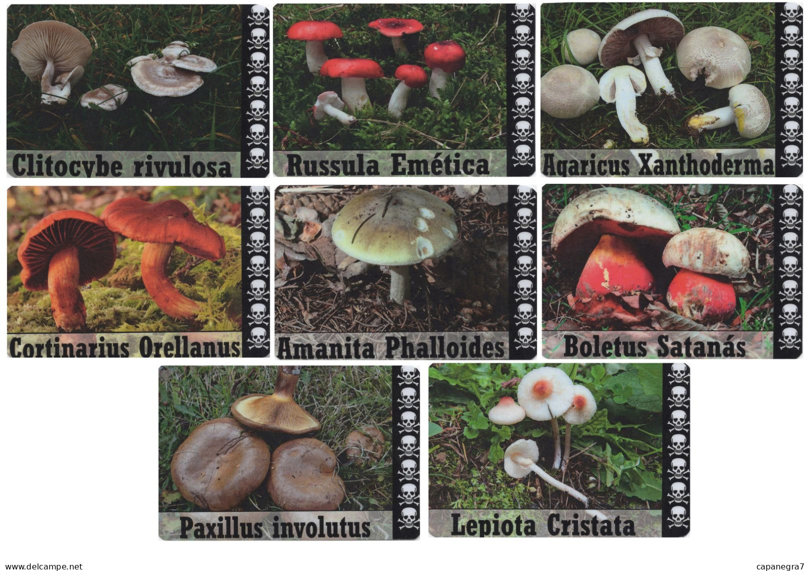 8 Pc. Mushrooms, Spain  2019 - Tamaño Pequeño : 2001-...