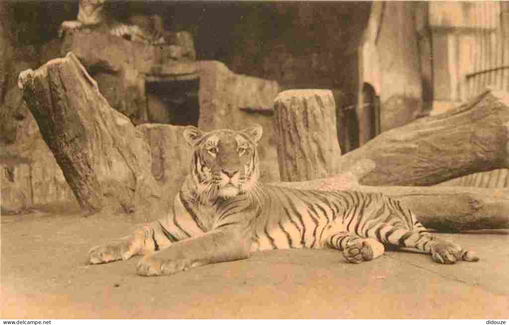Animaux - Fauves - Tigre - Tiger - Zoo De Anvers Antwerpen - CPA - Carte Neuve - Voir Scans Recto-Verso - Tigres