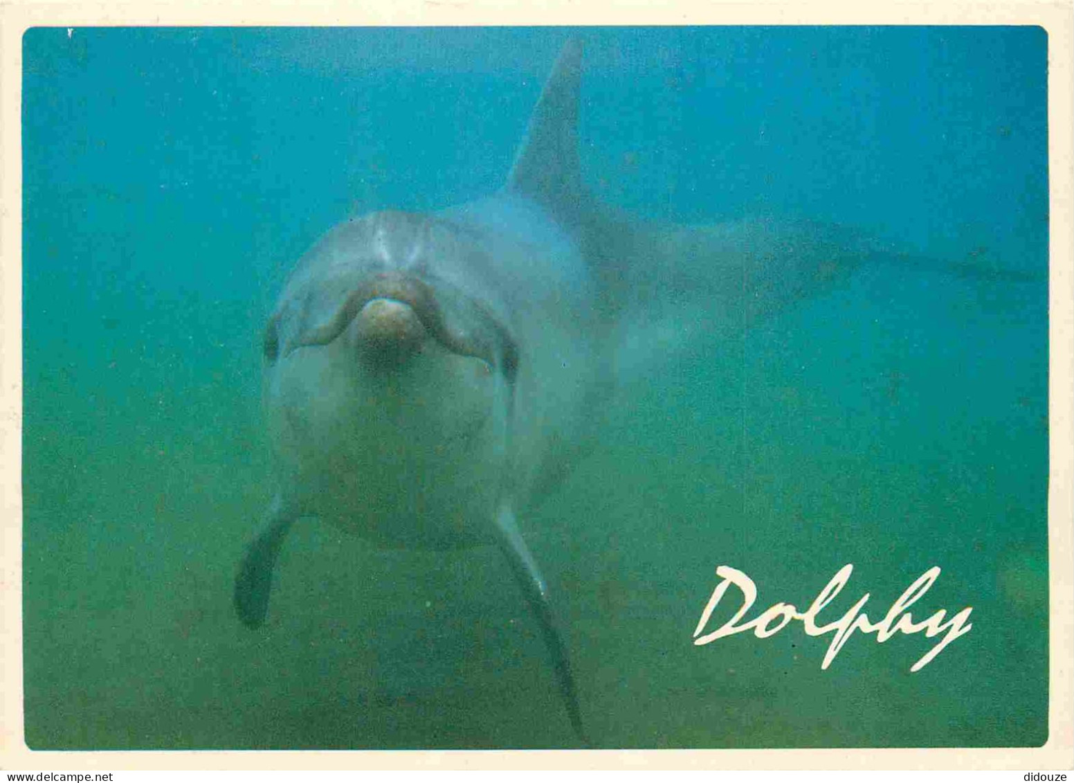 Animaux - Dolphy Sur La Cote Vermeille - Dauphins - Dolphins - CPM - Carte Neuve - Voir Scans Recto-Verso - Dolphins