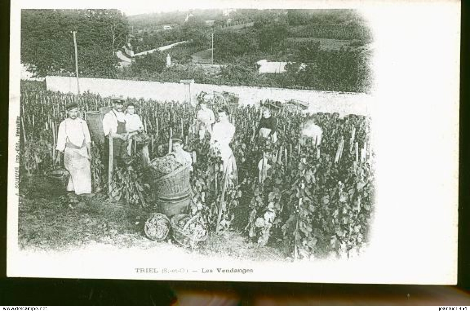 TRIEL RARE LES VENDANGES EN 1900 - Triel Sur Seine