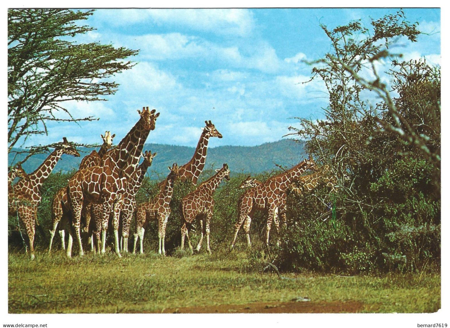 Animaux -   Girafe - Giraffe