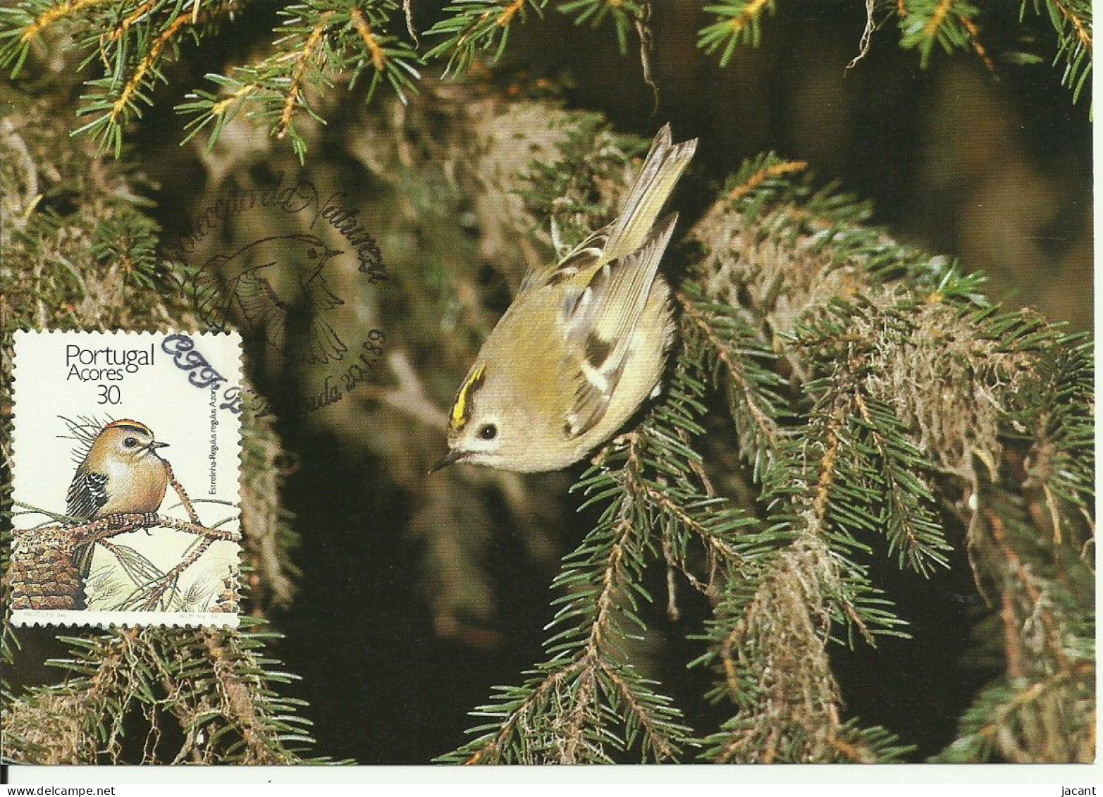 Carte Maximum - Oiseaux - Portugal - Açores - Estrelinha - Roitelet Huppé - Regulus Regulus - Maximumkaarten