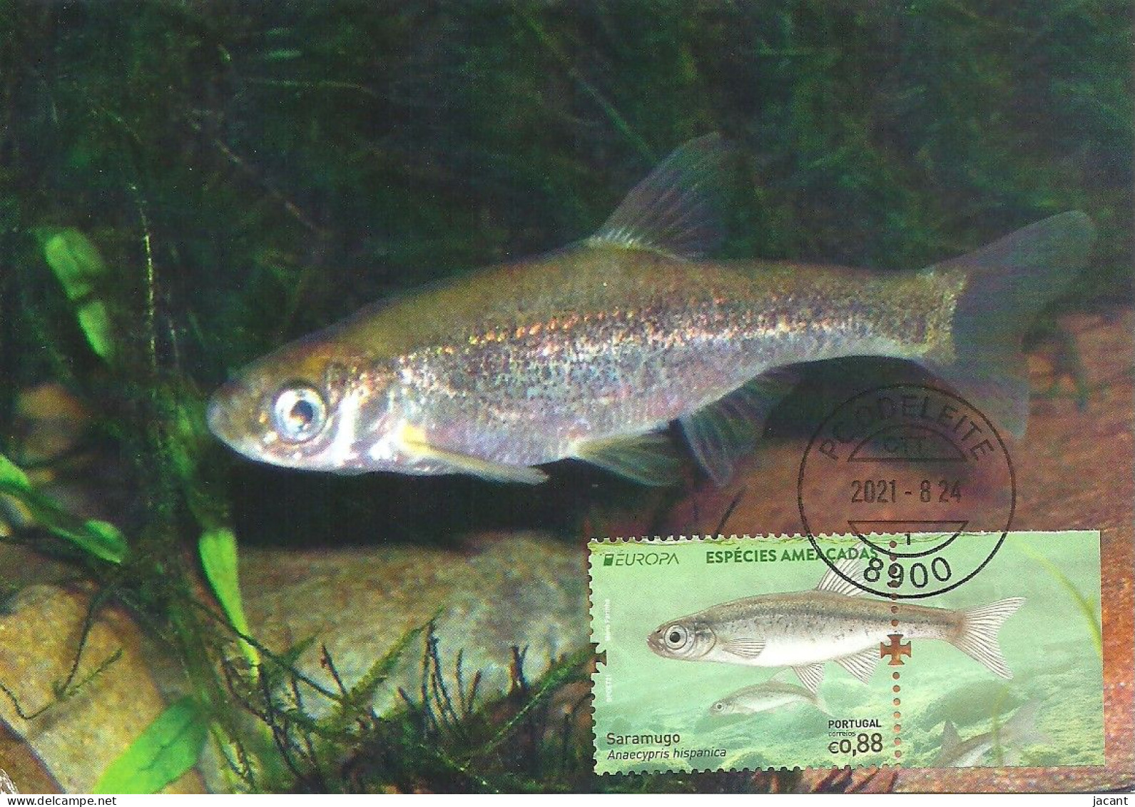 Carte Maximum - Portugal Europa - Especies Ameaçadas Peixe Saramugo Anaecypris Hispanica - Jarabugo Spanish Minnowcarp - Maximumkarten (MC)