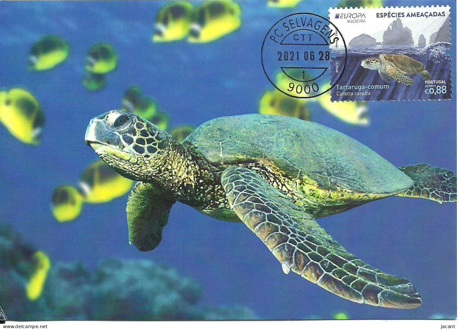 Carte Maximum - Portugal Europa - Especies Ameaçadas Tartaruga Comum - Caretta Caretta - Loggerhead Sea Turtle Caouanne - Tarjetas – Máximo