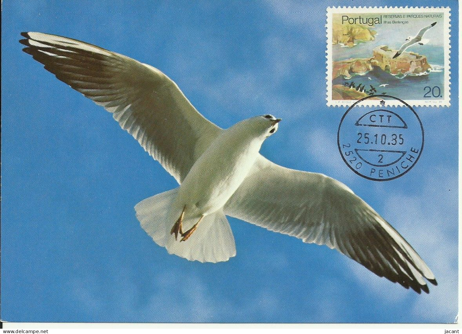 Carte Maximum - Oiseaux - Portugal - Gaivota - Mouette Rieuse - Seagull - Larus  Ridibundus - Maximumkaarten