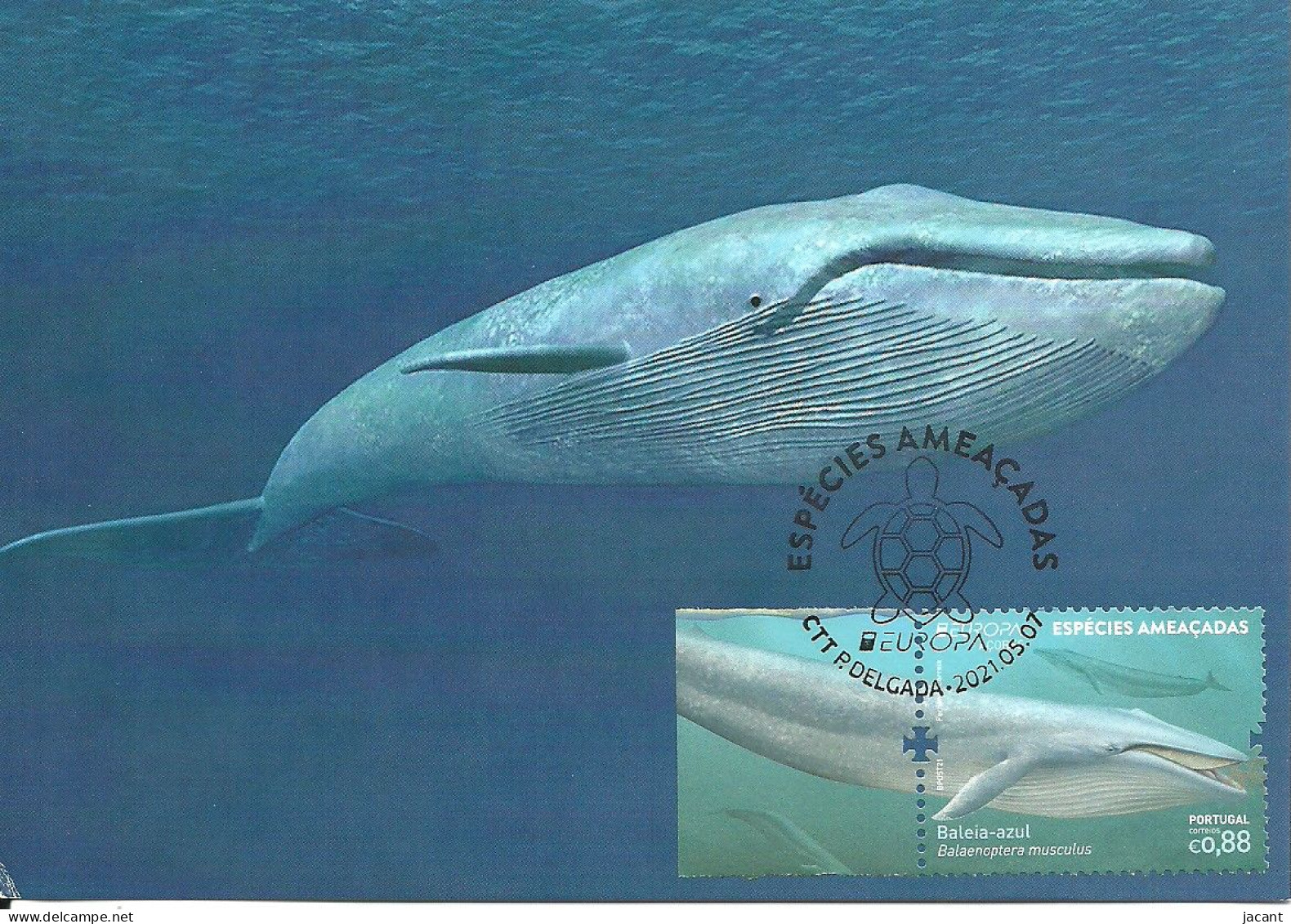 Carte Maximum - Portugal Europa - Especies Ameaçadas Baleia Azul Balaenoptera Musculus - Baleine Bleue Blue Whale - Cartes-maximum (CM)