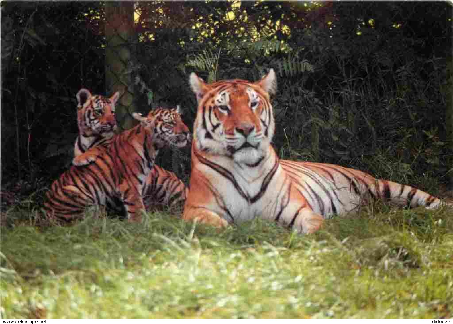 Animaux - Fauves - Tigre - Tiger - Woburn Safari Park - Woburn Park - Bedfordshire - Zoo - CPM - Voir Scans Recto-Verso - Tigres