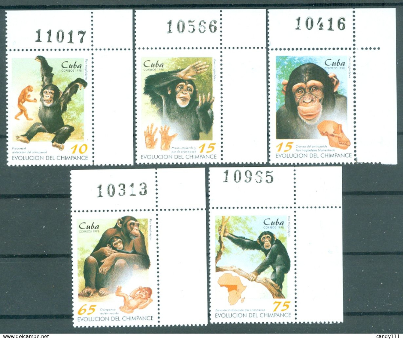 1998 Chimpanzee Evolution/Chimp,ape,Pan Troglodytes,hand,map,Cuba,4106/MNH - Chimpanzés